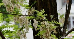 探寻刺槐花背后的深意 刺槐花语