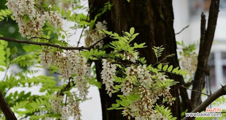 探寻刺槐花背后的深意 刺槐花语