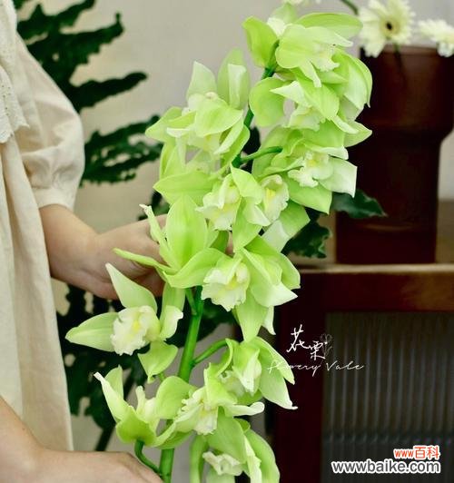 解读大花蕙兰的花语与寓意 以大花蕙兰的花语为主题的文章