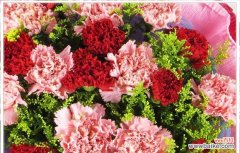 以爱与热情绽放的康乃馨 大红色康乃馨花语的魅力