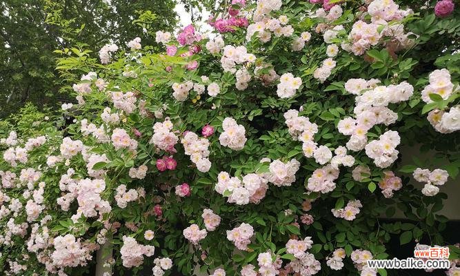 以樱花为主的春天花海 春天花开，繁花似锦