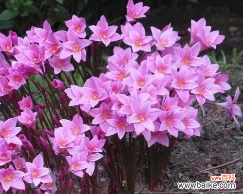 一朵葱兰花，寄托着生活的真谛 葱兰花的花语——深情不变的承诺