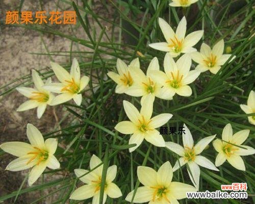 一朵葱兰花，寄托着生活的真谛 葱兰花的花语——深情不变的承诺