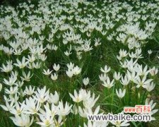 一朵葱兰花，寄托着生活的真谛 葱兰花的花语——深情不变的承诺