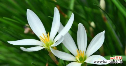探寻葱兰花语的美丽世界 葱兰花语