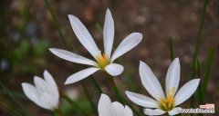 探寻葱兰花语的美丽世界 葱兰花语