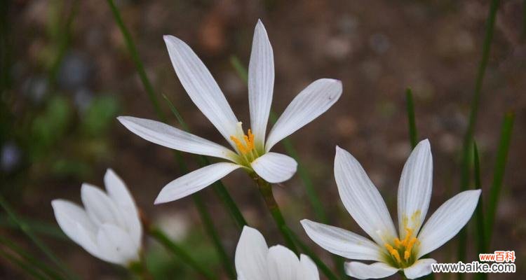 探寻葱兰花语的美丽世界 葱兰花语