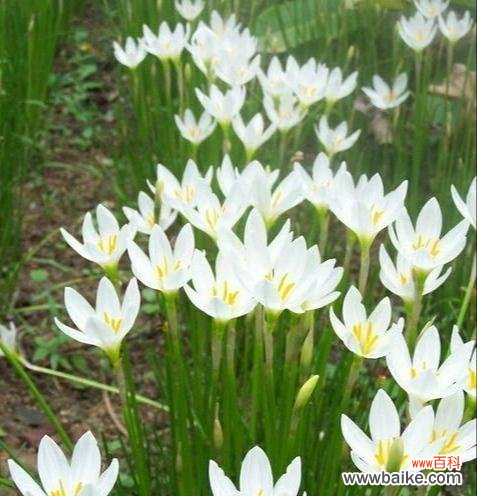 探寻葱兰花语的美丽世界 葱兰花语