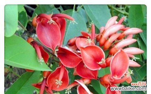 绽放于逆境中的刺桐花，散发勇气与希望的芬芳 刺桐花