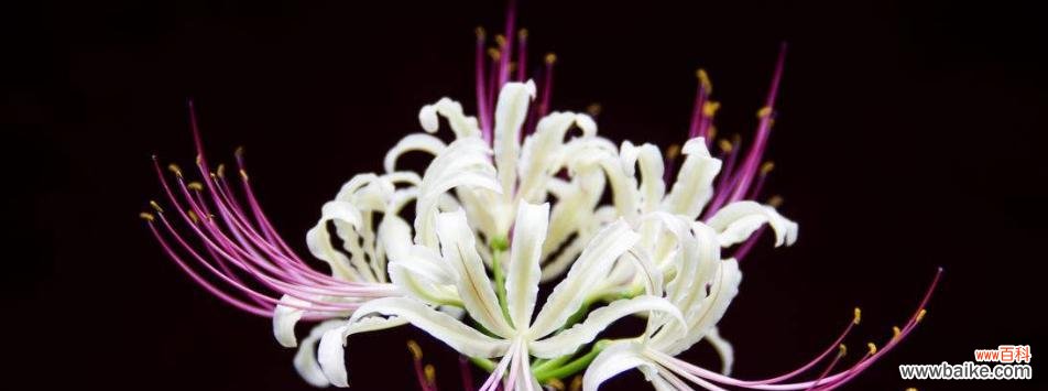 探索打结花的花语与寓意，深入解读花朵的心声 打结花的花语