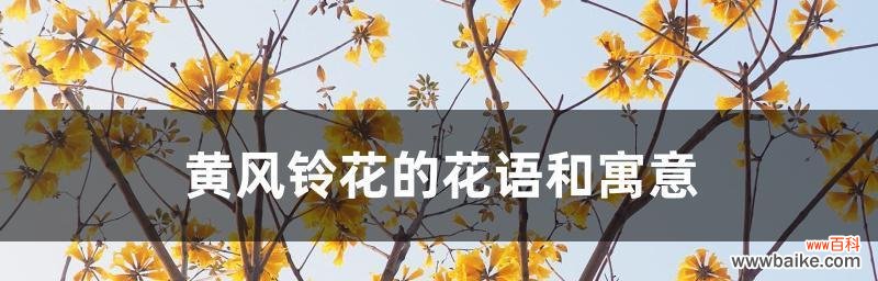 探索打结花的花语与寓意，深入解读花朵的心声 打结花的花语
