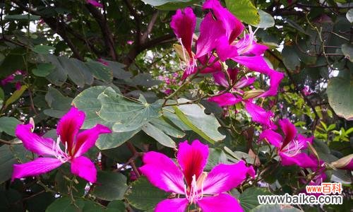 探寻翠竹的象征意义与寓意 翠竹之美