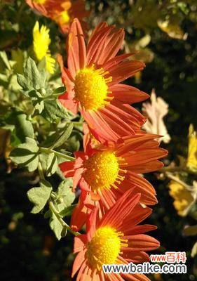 深入解读翠菊的花语及其象征意义 翠菊花语