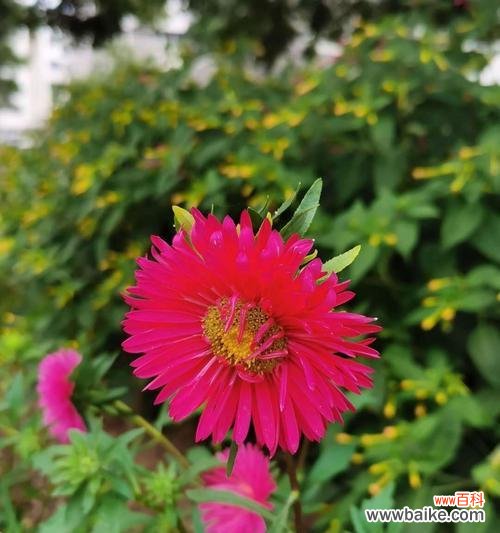 深入解读翠菊的花语及其象征意义 翠菊花语