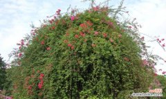 生命之力与坚持不懈 象征坚韧不拔的植物