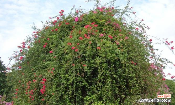 生命之力与坚持不懈 象征坚韧不拔的植物