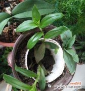 以象征教师精神的植物为主题 植物中的教师精神