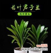 以德为本 植物中的君子之象征