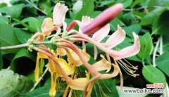 探寻大自然中的善良力量 象征乐于助人的植物