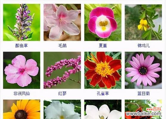 廉洁之道 清廉之花