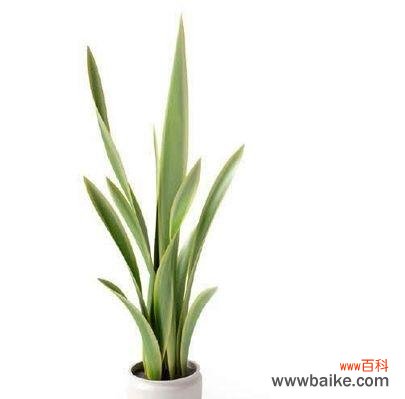 探索大自然中的绿色守护者 绿色环保的植物世界