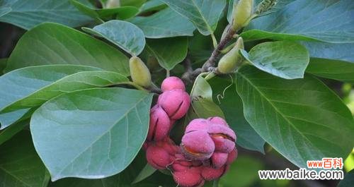 呼唤美好 以象征美好的植物为主题的文章