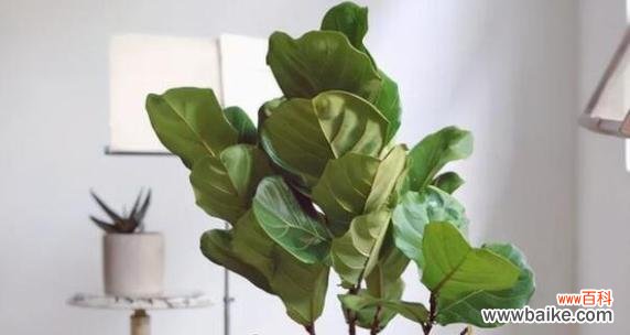 以植物为象征的梦想与希望 生机盎然的植物与美好未来