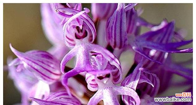 揭秘男人身边的15种象征植物 男人的象征植物