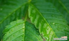 探索生命中平凡而不可或缺的植物世界 平凡之美