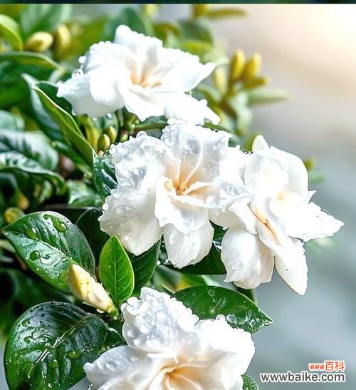 栀子花绽放时的花语是什么?