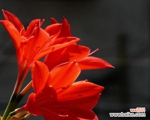 火花蓝这种花的花语有何含义？