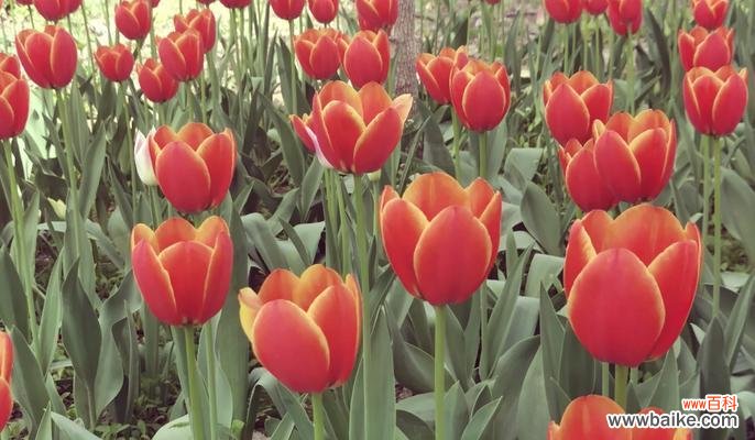 姐妹花的爱用什么花语表达？