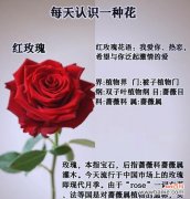 幸福的花语通常与哪种玫瑰相关？它代表了什么？