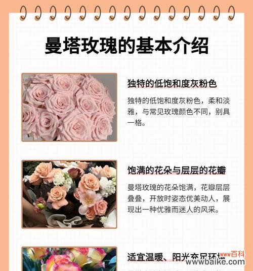 幸福的花语通常与哪种玫瑰相关？它代表了什么？