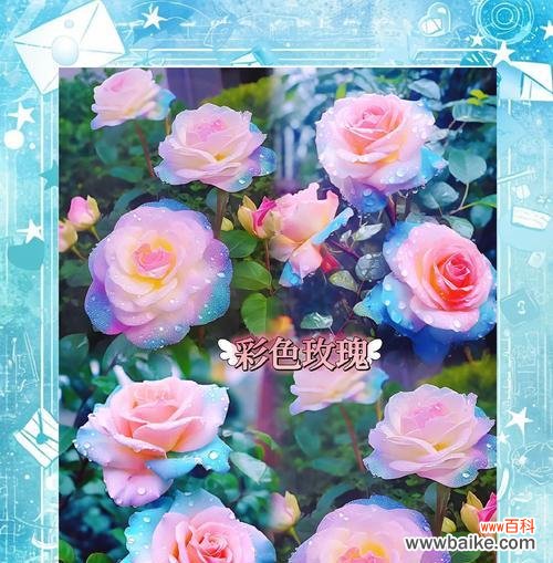 幸福的花语通常与哪种玫瑰相关？它代表了什么？