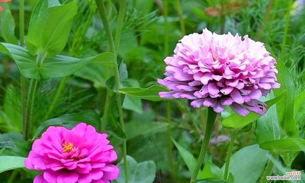 罗汉菊的花语具体是什么？