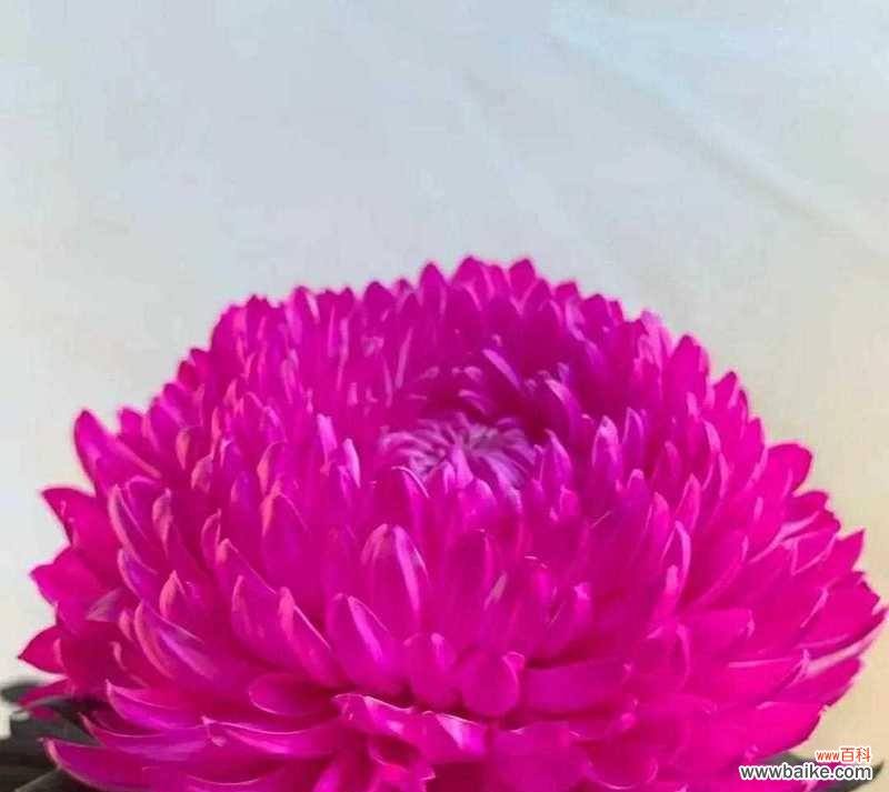 罗汉菊的花语具体是什么？