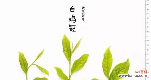 罗汉菊的花语具体是什么？