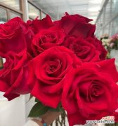 送热恋中的女朋友花语是什么？热恋中适合送什么花？