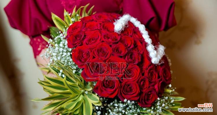 一百朵玫瑰代表什么？这种数量的玫瑰花语有何特别之处？