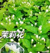天津的花语代表花是哪一种？