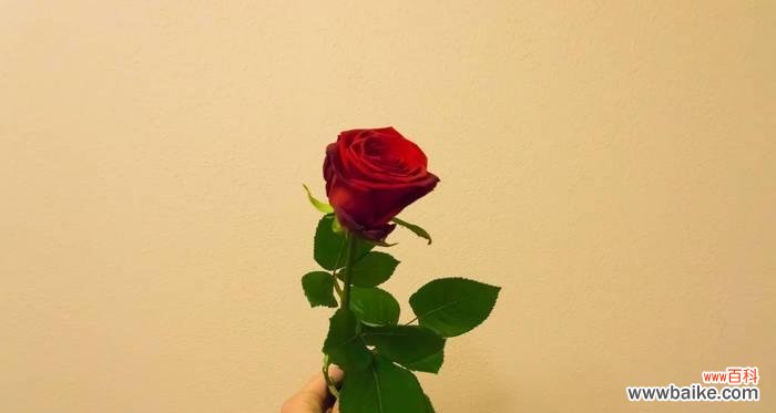 猿人拿玫瑰花象征着什么？