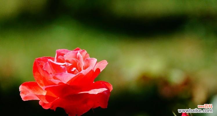 猿人拿玫瑰花象征着什么？