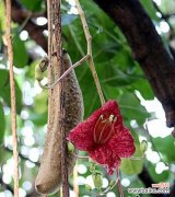 各国树木花语有哪些差异？