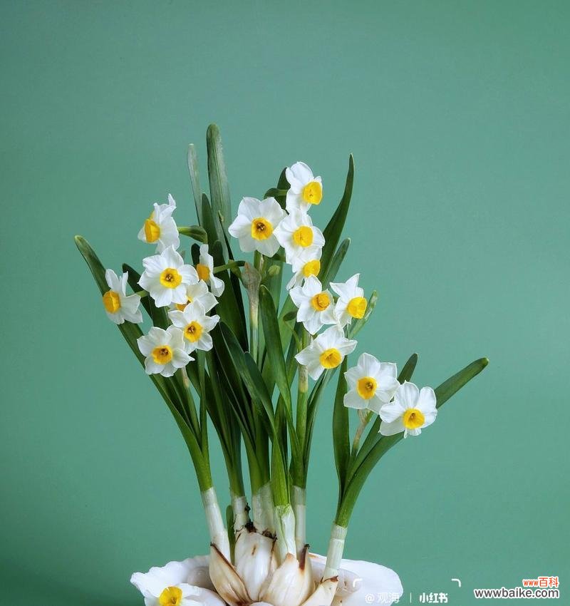 水仙花的花语通常表达什么情感？