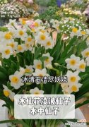 水仙花的花语通常表达什么情感？