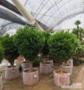 黄杨绿植的花语是什么？黄杨代表了什么？