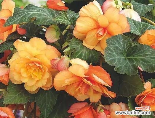 哪种花象征着健壮?