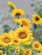 向日葵的花语是什么？这种花语如何体现在品牌中？