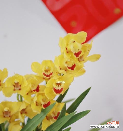 大花蕙兰的花语与传统文化相融合,展现深厚内涵 大花蕙兰花语